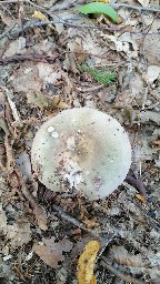 Russula heterophylla