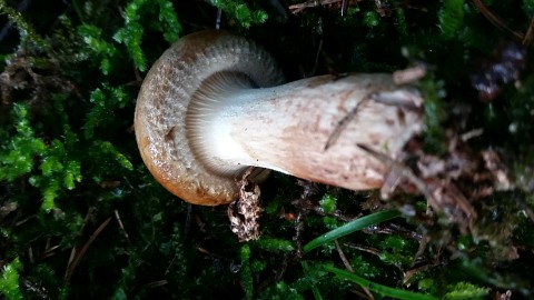 Paxillus involutus