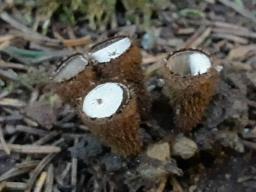 Cyathus striatus