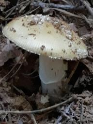 Amanita gemmata