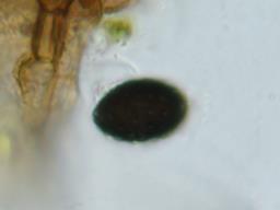 Neurospora calospora