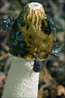 Phallus impudicus