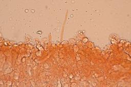 Clitocybe inflatipes