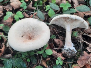 Infundibulicybe geotropa