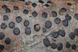 Diatrype disciformis