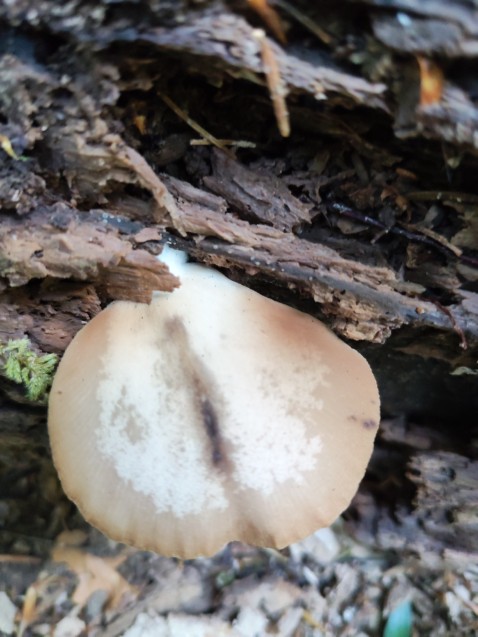 Crepidotus malachius