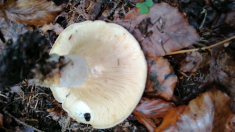 Lactifluus vellereus