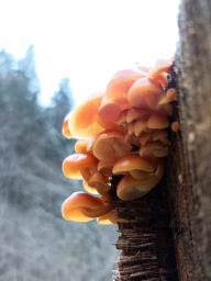 Flammulina velutipes