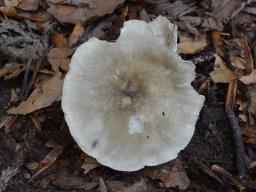 Infundibulicybe trulliformis
