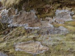 Clavulicium macounii