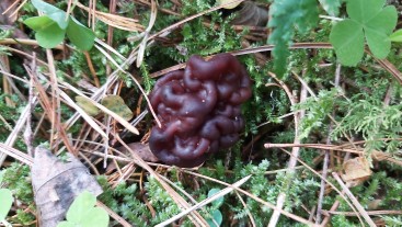 Gyromitra esculenta