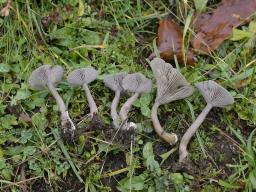 Pseudoclitocybe expallens