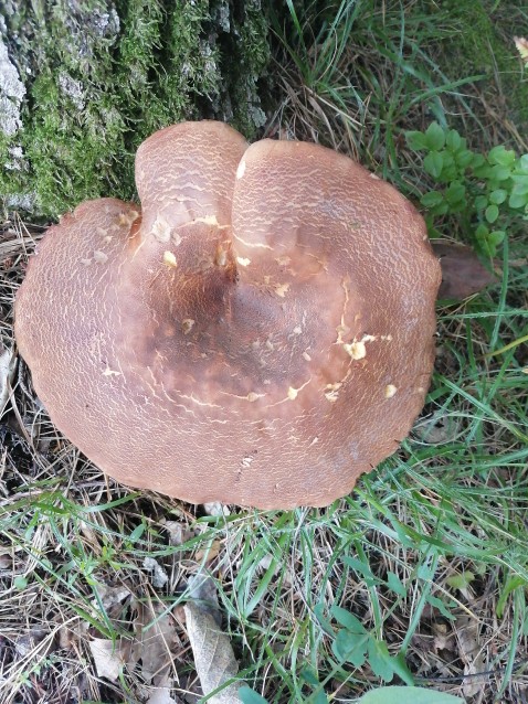 Tapinella atrotomentosa
