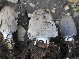 Coprinopsis cinerea
