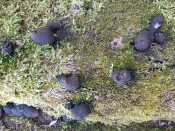 Xylaria polymorpha