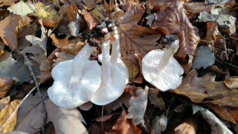 Hygrophorus eburneus