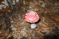 Amanita muscaria