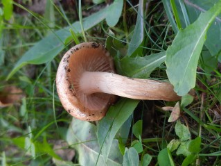 Hygrophorus roseodiscoideus