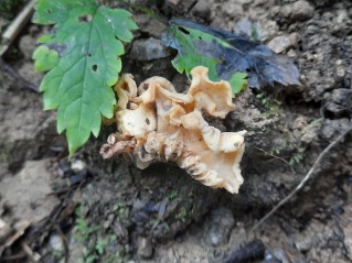 Cantharellus amethysteus