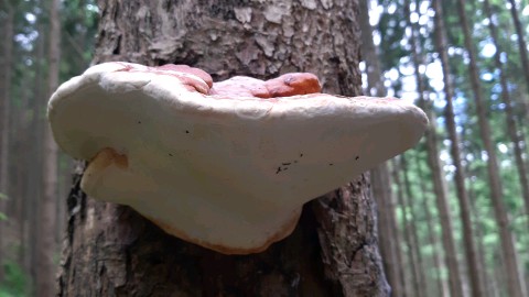 Fomitopsis pinicola