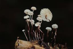 Marasmius rotula