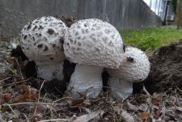 Amanita strobiliformis