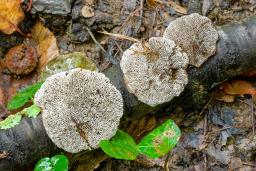 Daedaleopsis confragosa