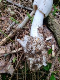 Amanita brunneofuliginea