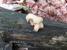 Pleurotus cornucopiae