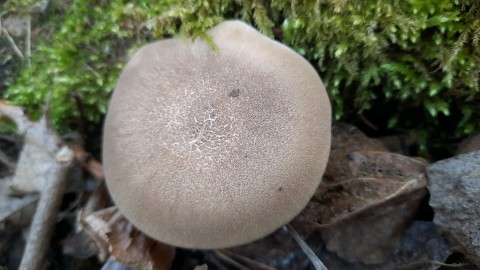 Lentinus substrictus