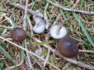 Mycena strobilicola