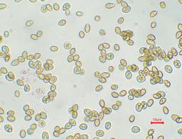 Crepidotus autochthonus