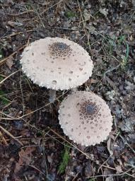 Macrolepiota procera