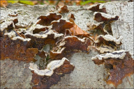 Auricularia mesenterica