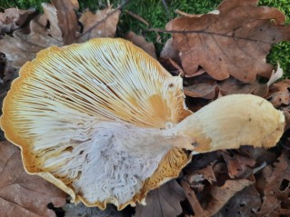 Pleurotus dryinus