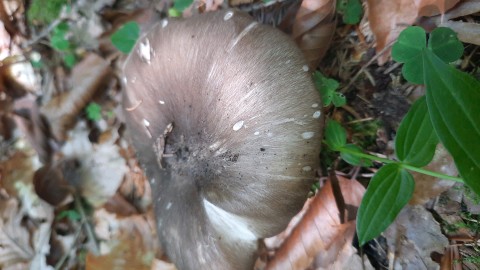 Megacollybia platyphylla