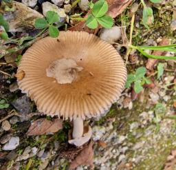 Amanita olivaceogrisea