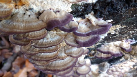 Trichaptum biforme