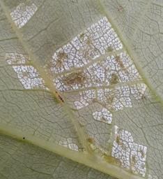 Pseudomicrostroma juglandis