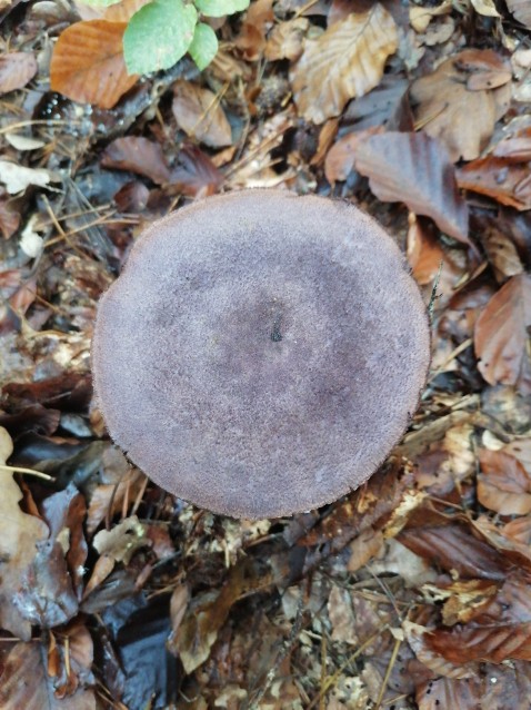 Cortinarius violaceus