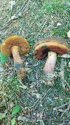 Neoboletus erythropus