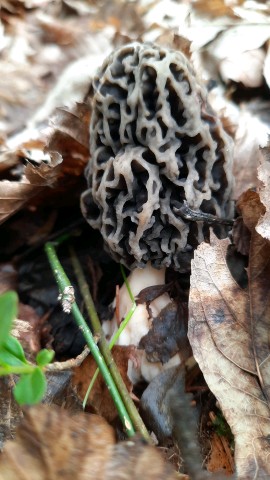 Morchella vulgaris