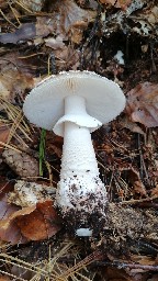 Amanita excelsa