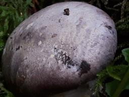 Cortinarius traganus