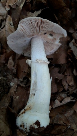 Cortinarius caperatus