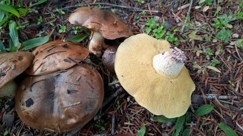 Suillus collinitus