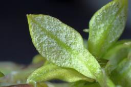 Peronospora alsinearum