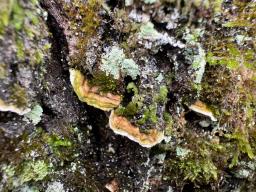 Aleurodiscus disciformis