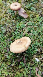 Armillaria mellea