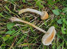 Lepiota oreadiformis